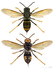 frelon asiatique
