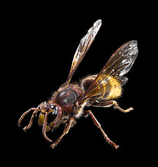 frelon europeen