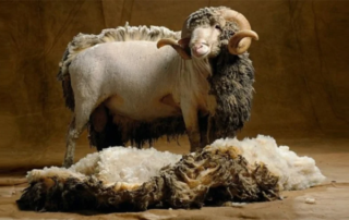 Bélier mérinos (photo Yann Arthus-Bertrand)