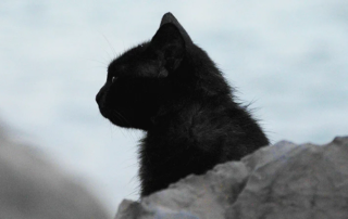 chat