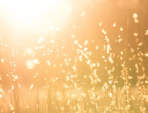 Fortes chaleurs : veillons les uns sur les autres
