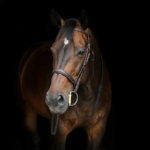 Le plaisir du cheval