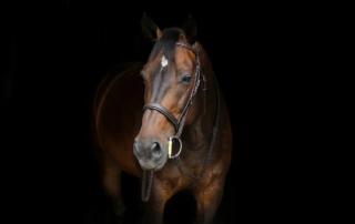 Le plaisir du cheval