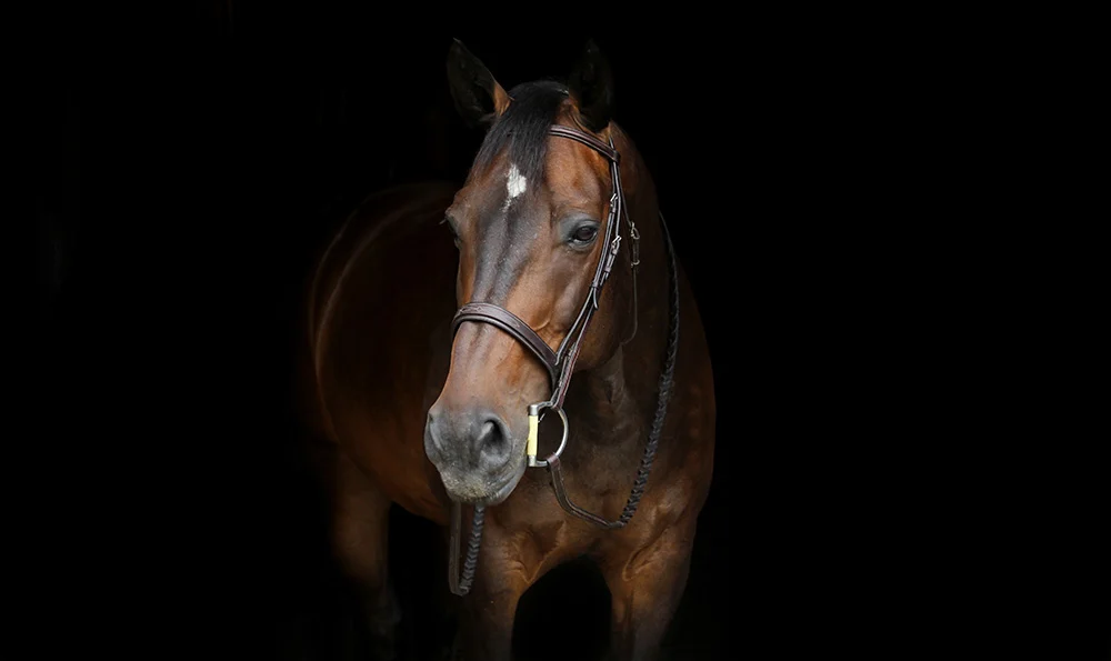 Le plaisir du cheval
