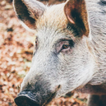 sanglier