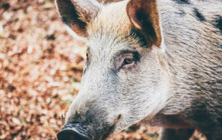 sanglier