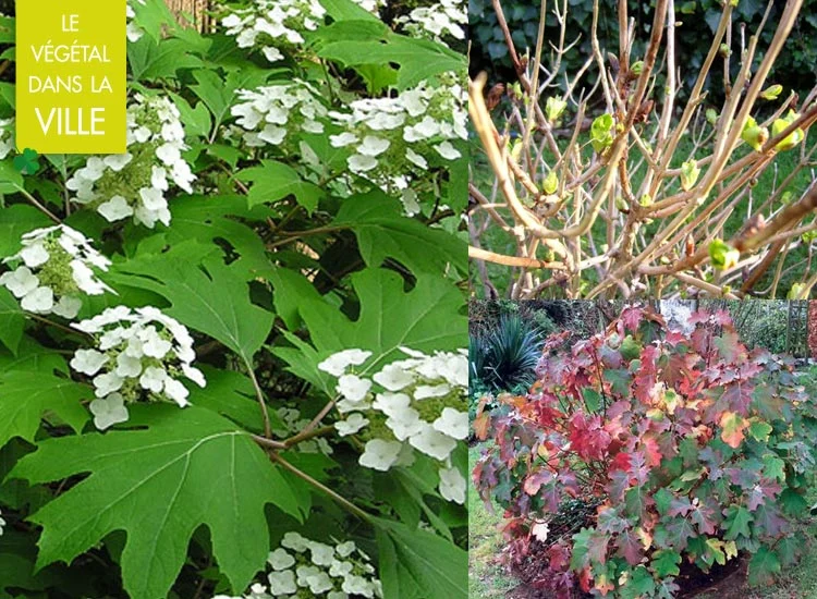 hortensia