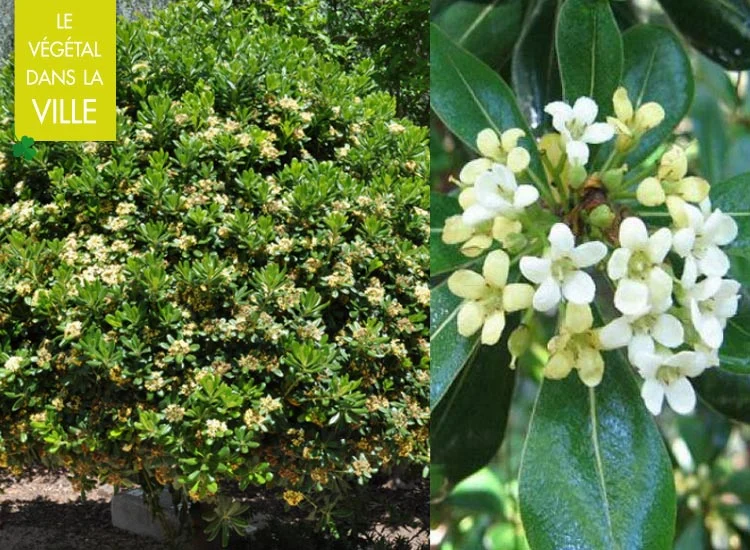 pittosporum-tobira