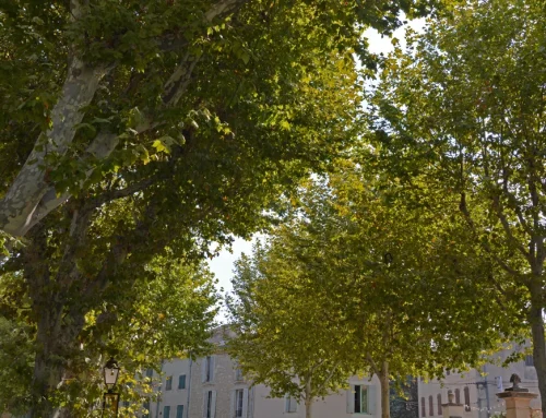 Traitement contre le tigre du platane dans la nuit du 5 au 6 juillet 2026