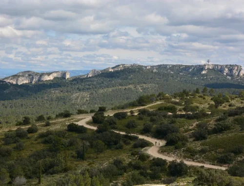 Une bergère et son troupeau sur le plateau de la Caume