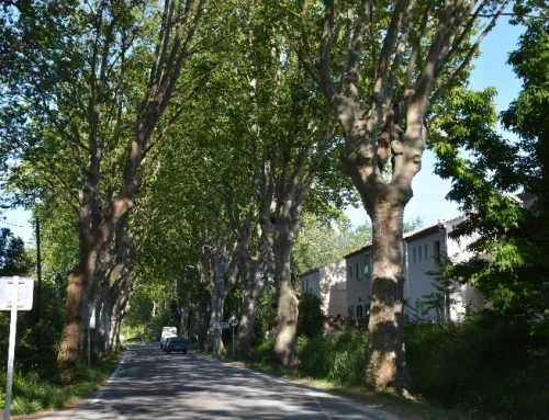 Abattage de platanes chancrés av. Pellissier